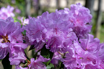 Rhododendron flowers in the garden.