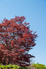Maple tree with sky in the background.