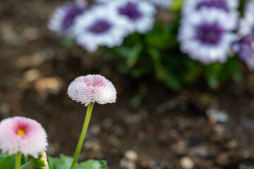 Obraz premium Bellis perennis in the garden.Pink bellis pomponette.