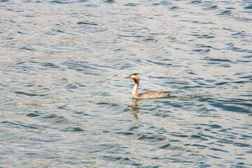 Single great crested grebe in wavy lake water. Water bird with striking black and white plumage.
