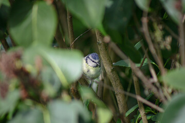 Small Eurasian Blue Tit between tree branches close up. Tiny bird with a bright blue head and yellow chest looking to the right side