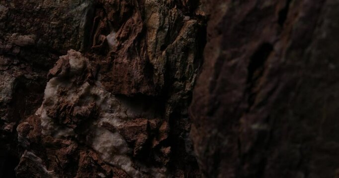 A detailed close-up of a rock formation with a rough, textured surface showing layers of sediment. The earthy tones and natural erosion highlight the geological features of the rock.