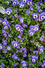 Wild pansies in various colors in the garden.