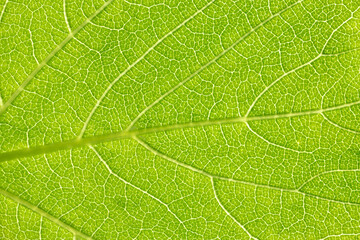 Green leaf macro background. Beautiful nature background. Leaf texture close-up. Environment and ecology concept.