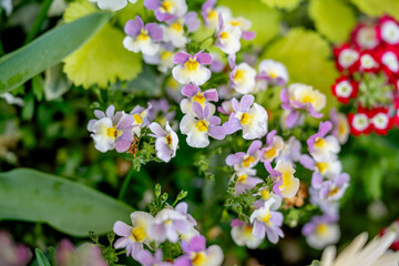 Wild pansies in various colors in the garden.