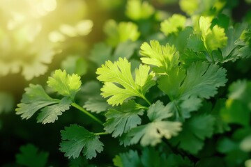 Cilantro Leaves in Sunlight