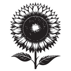 black and white sunflower, black sunflower on web silhouette vector illustration, icon, flower characters, Holiday t shirt, Hand drawn trendy Vector illustration, flower on a white background