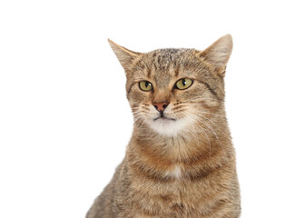 Beautiful Brown Cat looks at the camera. Kitten close-up on white background. Without people. Studio portrait of a cat. Pet shop. Indoor cat. World pet day. Pet store poster design.