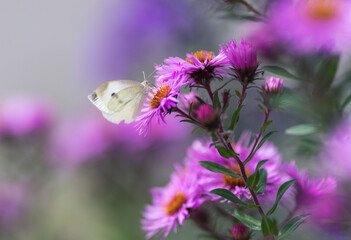 Aster flower with a butterfly on it. Selective focus with shallow depth of field.