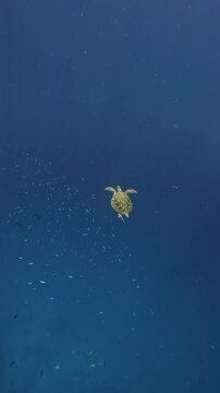 Sea turtle swimming in the ocean