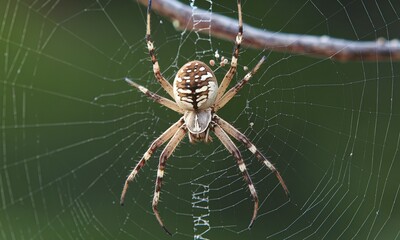 A close-up of a brown spider with a round abdomen and long legs