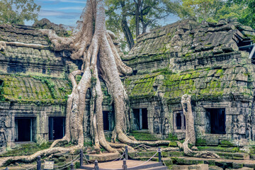 Obraz premium Amazing Ta Prohm temple overgrown with trees. Mysterious ruins of Ta Prohm nestled among rainforest in Angkor, Siem Reap, Cambodia