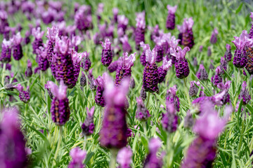 Lavandula stoechas in the garden.