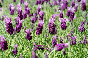 Obraz premium Lavandula stoechas in the garden.