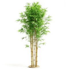 Naklejka premium bamboo isolated on white background