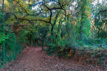 Entorn de tardor a Can Mascaró