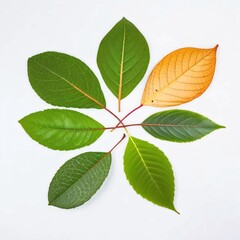 Fototapeta premium green leaves isolated on white background