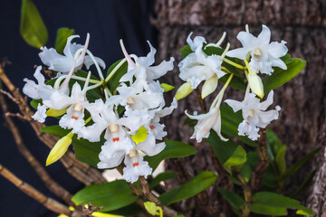 Dendrobium Kontumense Gagnep(Orchidaceae) Beautiful rare wild orchids in tropical forest of Thailand.