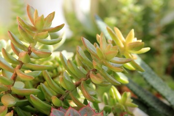 Leaves of different succulents on a blurry background