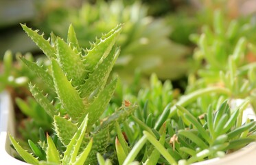Leaves of different succulents on a blurry background