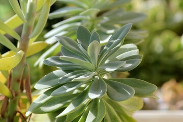 Leaves of different succulents on a blurry background