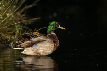 mallard duck backlit in morning light