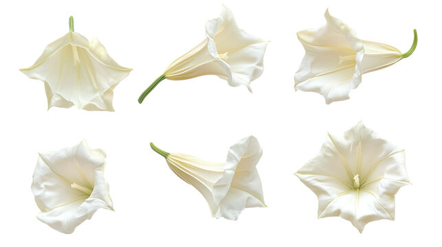 set of white datura flowers  isolated on transparent background