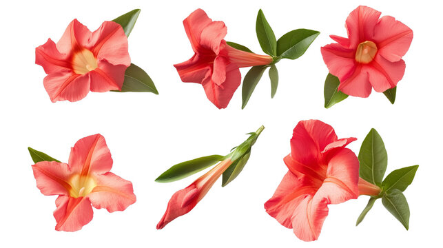 set of red mandevilla flowers isolated on transparent background