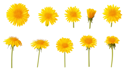 set of yellow dandelion flowers  isolated on transparent background