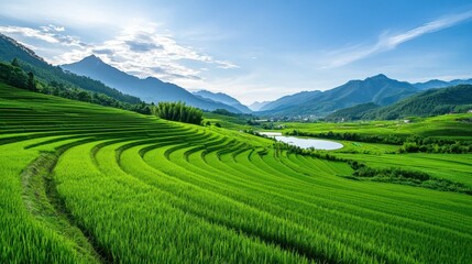 Fototapeta premium Green rice paddies in a valley surrounded by mountains.