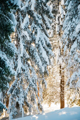 winter mountain landscape in the Alps with snow covered fir trees