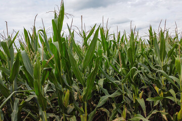 General view of a cornfield, highlighting the green of the leaves, on a day with a slightly cloudy sky.