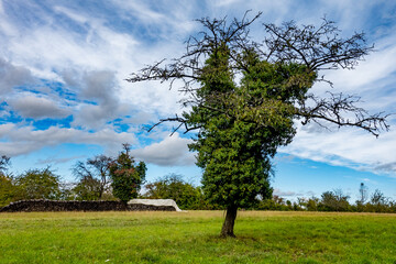 Brennholz lagert auf einer Wiese mit sehr alten Obstbäumen © focus finder