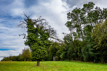 Brennholz lagert auf einer Wiese mit sehr alten Obstbäumen © focus finder