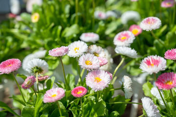 Bellis perennis in the garden.Pink bellis pomponette.