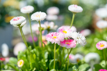 Bellis perennis in the garden.Pink bellis pomponette.