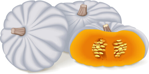 Whole and half of White Valenciano pumpkin. Winter squash. Cucurbita maxima. Fruits and vegetables. Isolated vector illustration.