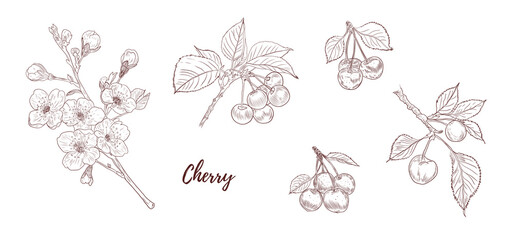Set of vector cherry branch with berries and leaves line art illustration, graphic line floral. Cherry blossom tree. Cherry plant. Botanical line. Great for any designs, textile, art, walls, package