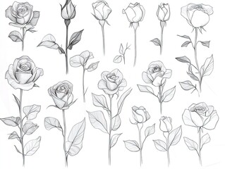 Elegant Outline Drawings of Diverse Roses: A Refined Floral Collection Perfect for Home D&eacute;cor Posters and Art Prints