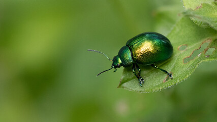 Mint Leaf Beetle - Chrysolina herbacea