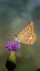 Common blue - Polyamatus icarus