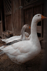 Animali della fattoria