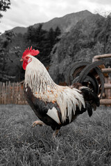 Animali della fattoria