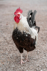 Animali della fattoria