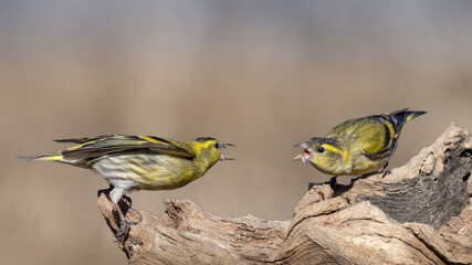 Eurasian siskins - Spinus spinus