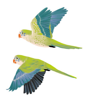 Maritaca, ave, p&aacute;ssaro, voo, papagaio, Brasil, natureza, floresta, fauna, tropical, ver&atilde;o, azul, verde, delicado, beleza, zool&oacute;gico, parceria, estampa, embalagem, r&oacute;tulo, isolado, c&eacute;u, alegria