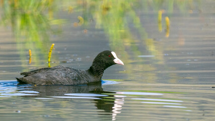 Eurasian coot - Fulica atra