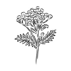 Tansy Vector outline illustration. Hand drawn graphic clipart of immortelle flower.
