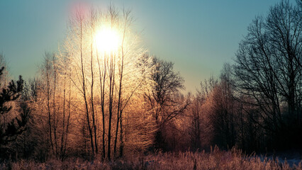 Sunny morning in a winter snowy forest. Frosty morning. Frost falls from the trees.