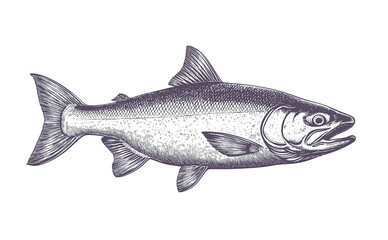 Fototapeta premium Fish sketch sea bass. Vintage retro print, black white sea bass fish sketch ink pencil style drawing, linear drawing, engrave old school. Sketch artwork sea bass fish. Illustration